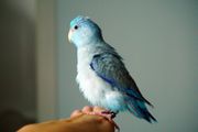 太平洋parrotlet