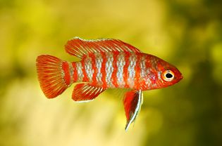 Scarlet badis dario dario