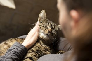 女子抱着猫