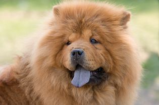 Chow Chow blue tongue