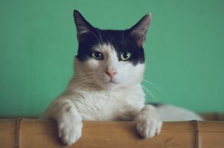 A black and white cat on a green background