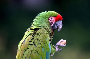 Macaw Cracking Nut