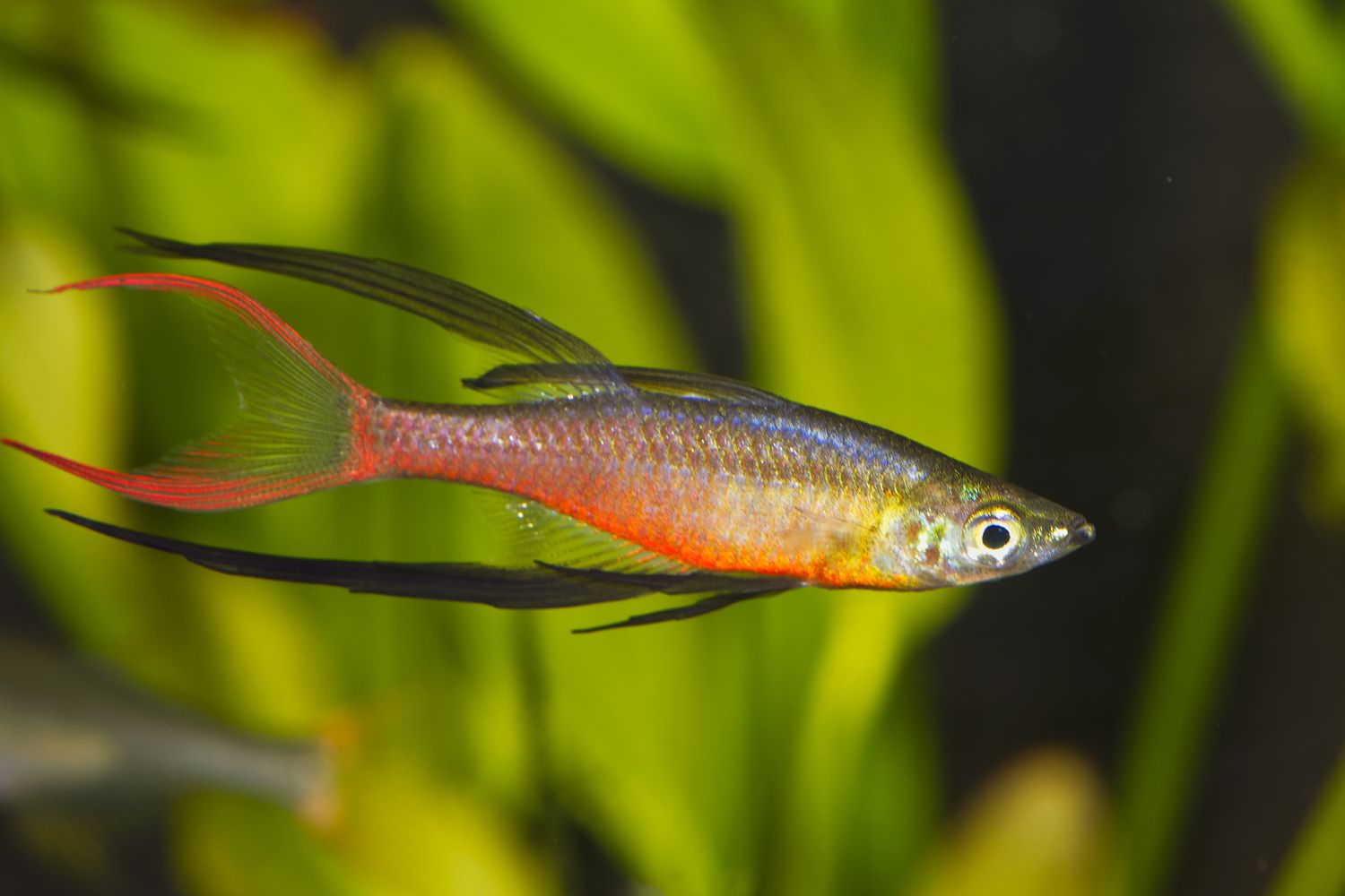 马鲅Rainbowfish