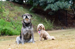 pair of dogs