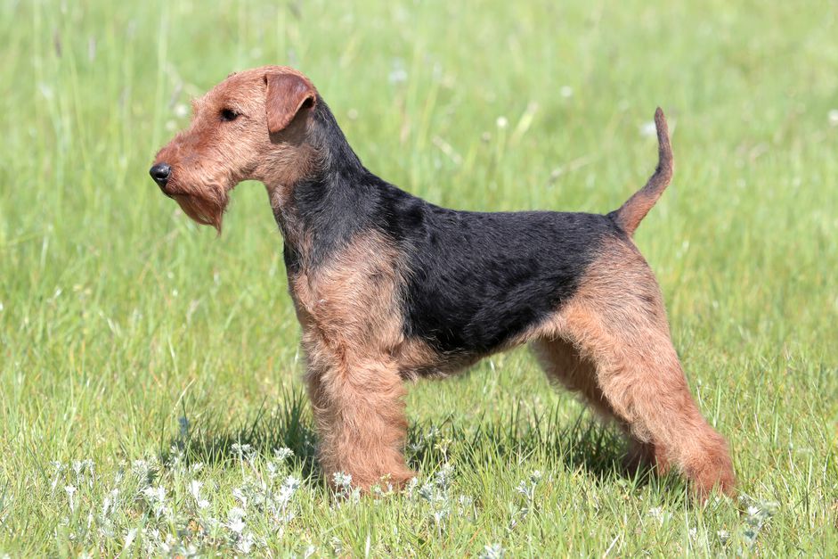 Welsh Terrier standing in a meadow