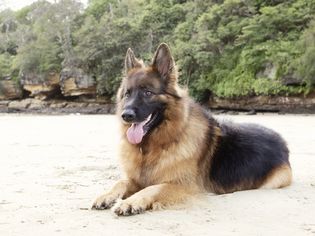 德国牧羊犬，黑色和棕色的长毛，躺在沙滩上