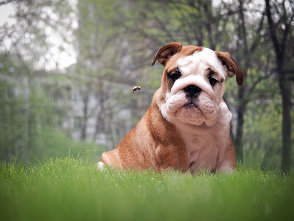 英国斗牛犬小狗在看大黄蜂