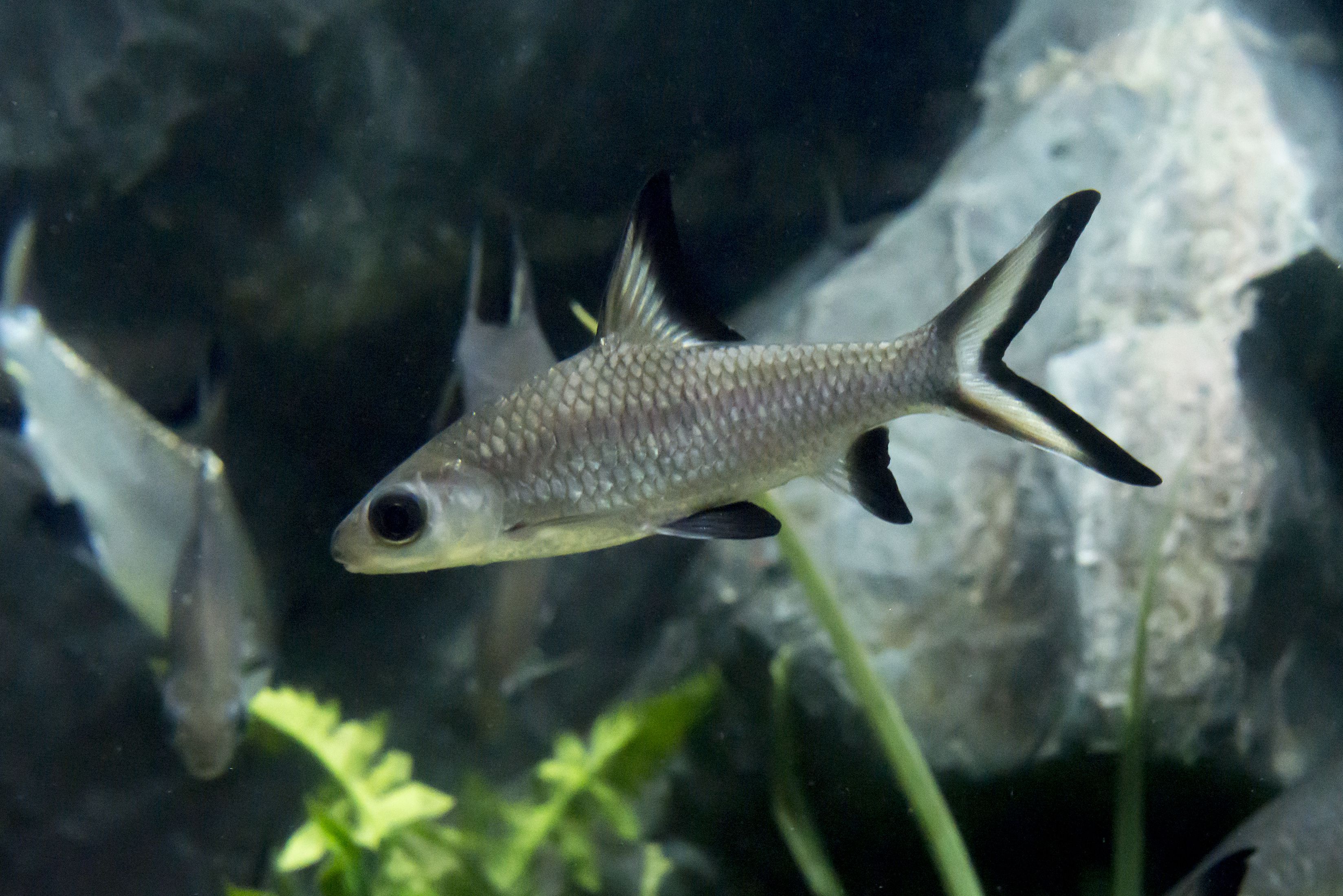 Bala shark Balantiocheilos melanopterus in an aquarium with plants