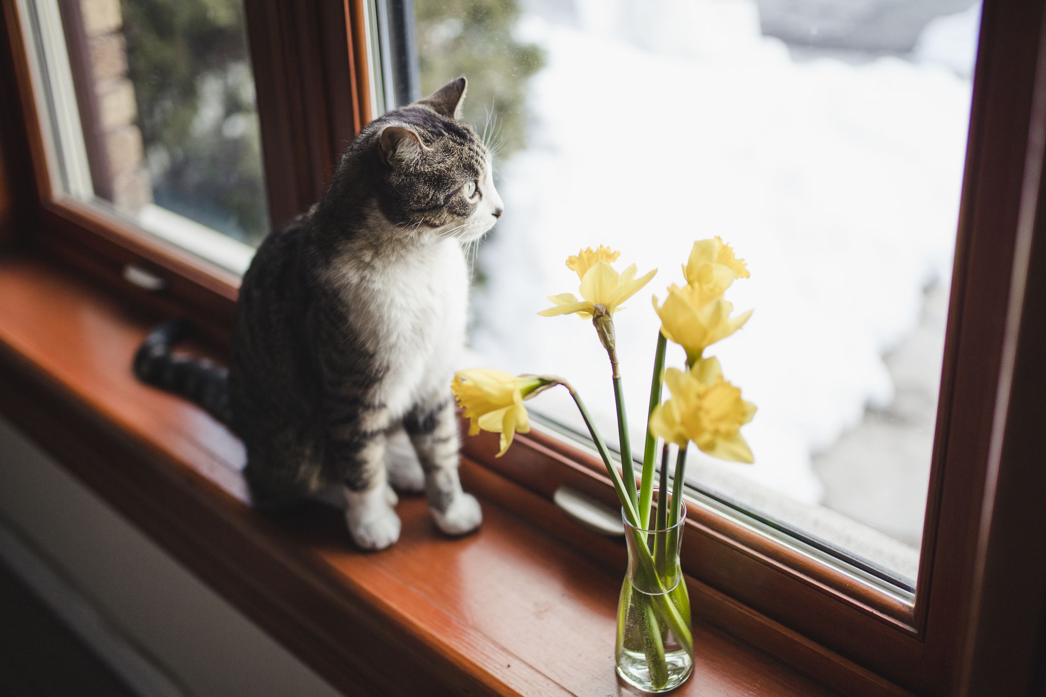 虎斑猫和白猫坐在窗台上，旁边是水仙花花瓶