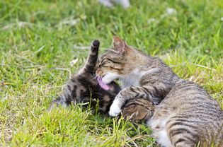 斑纹猫妈妈在草地上照顾小猫