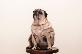 A tan pug on a beige background