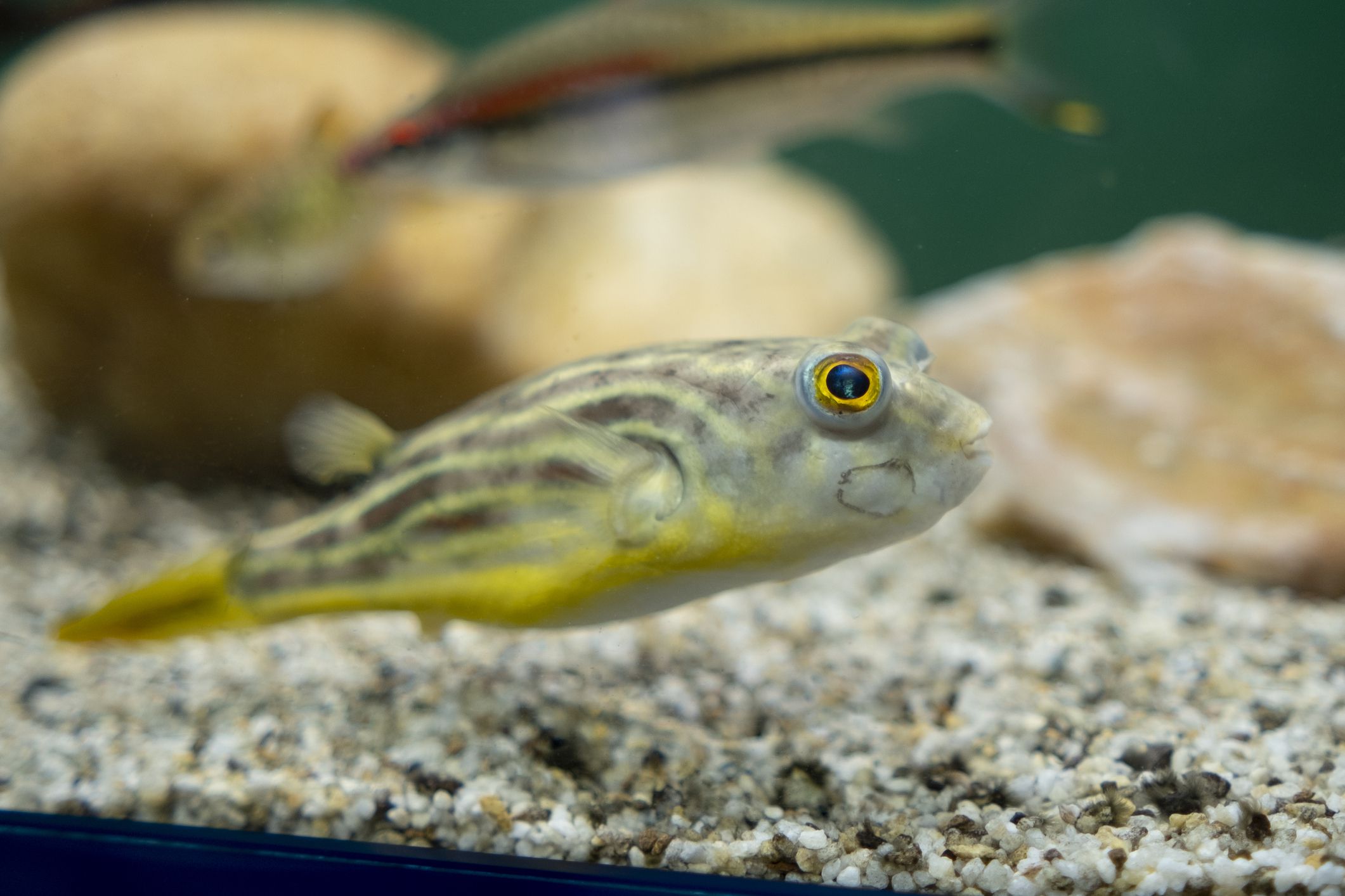 Fahaka puffer Tetraodon lineatus in aquarium