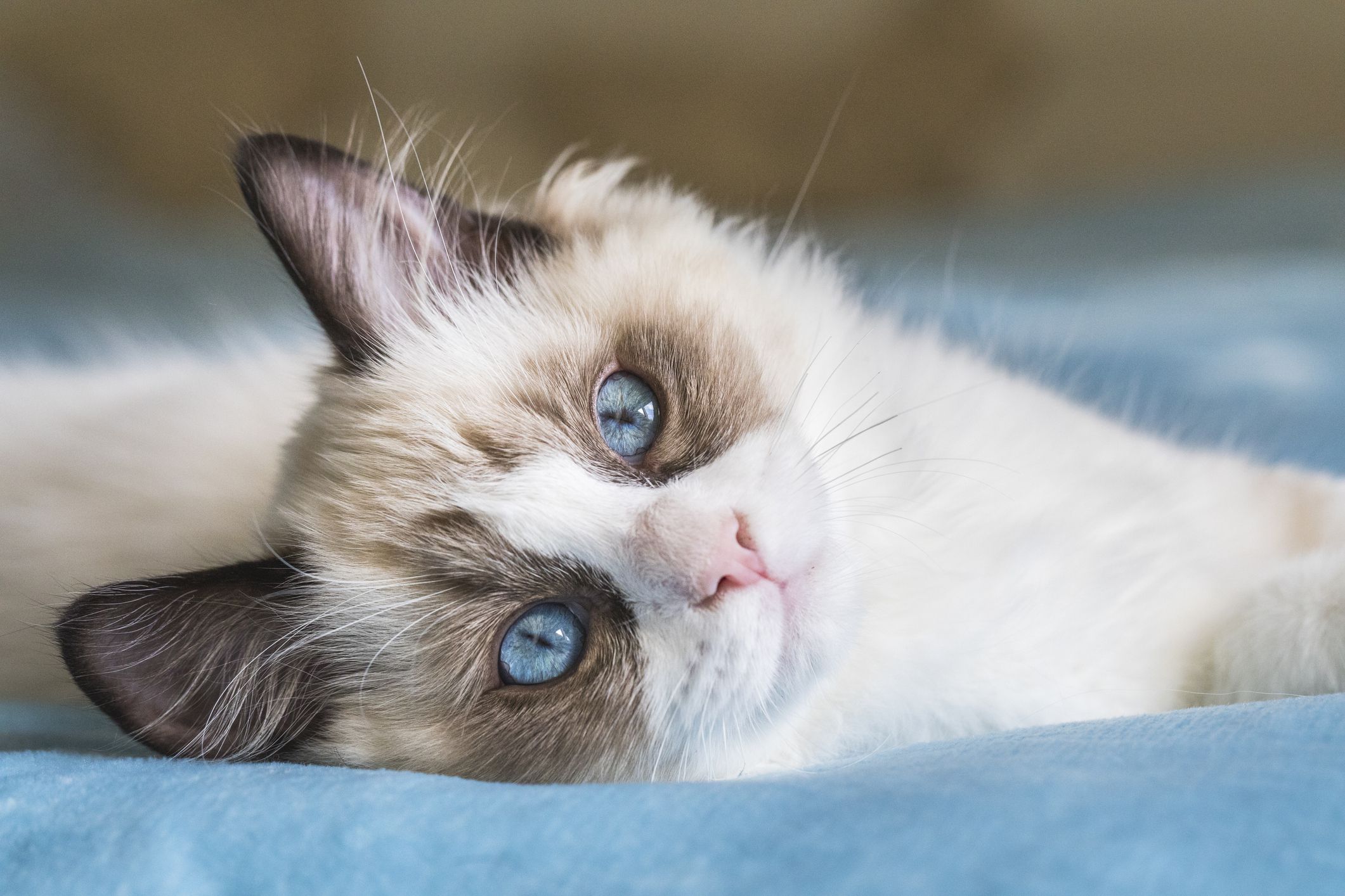 Ragdoll cat