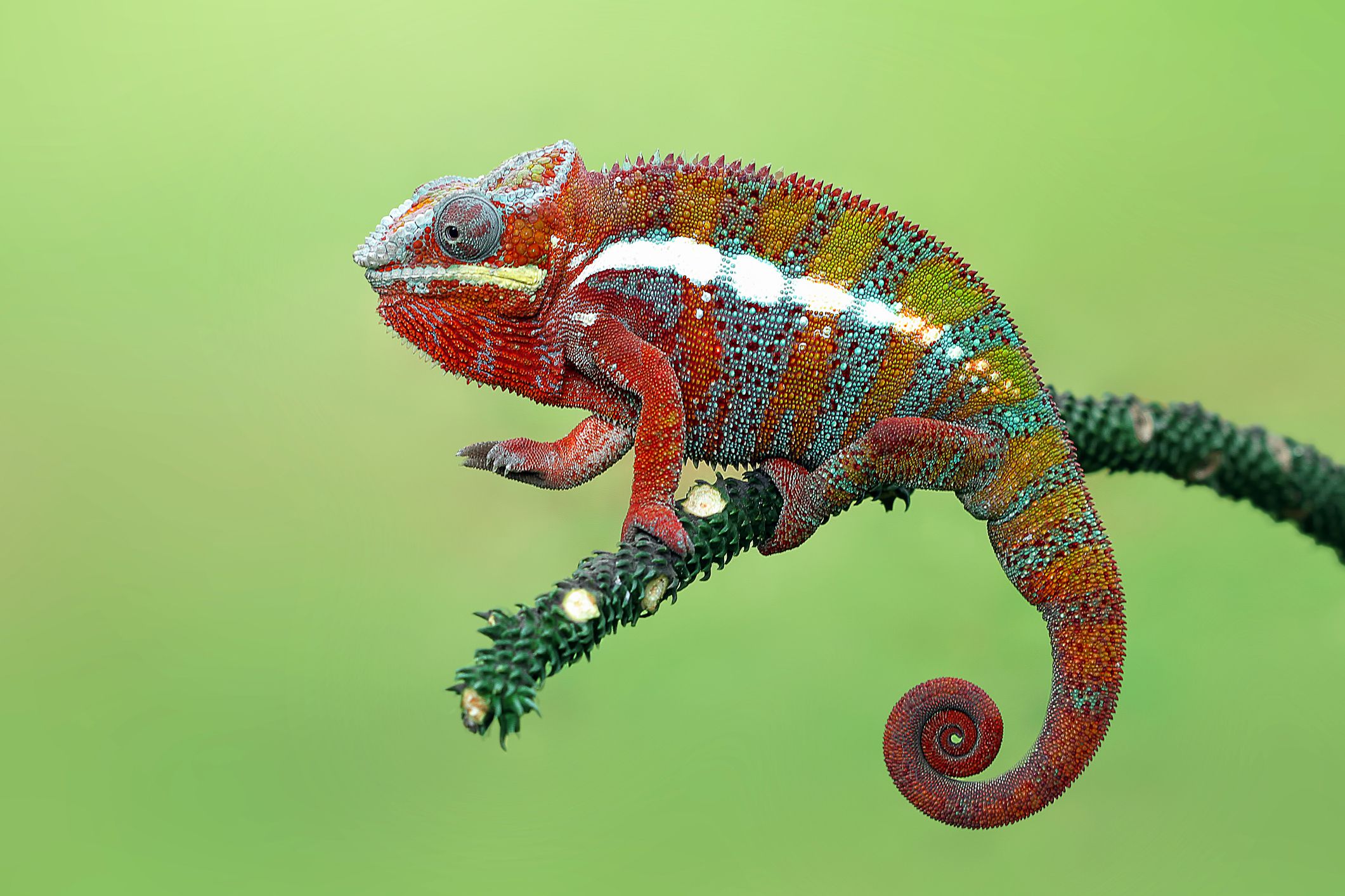 Panther chameleon on a branch.