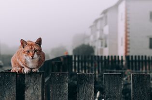 橙色斑猫栖息在栅栏上，看着相机