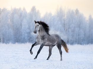 灰色Andalusian cantering in a snowy paddock