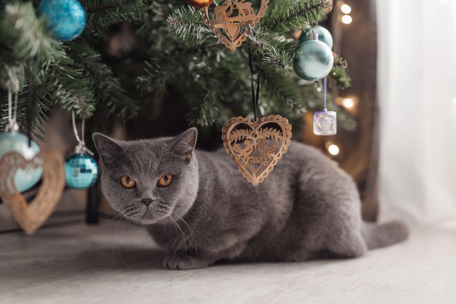 花斑猫在圣诞树上玩耍，圣诞佳节