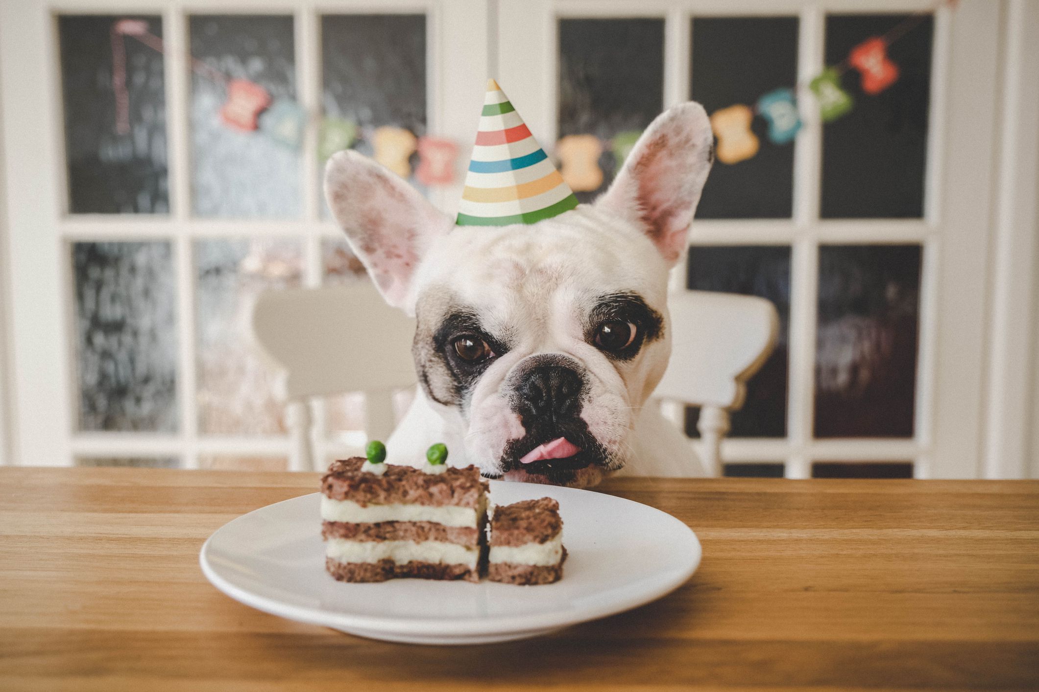 法国斗牛犬庆祝宠物领养日