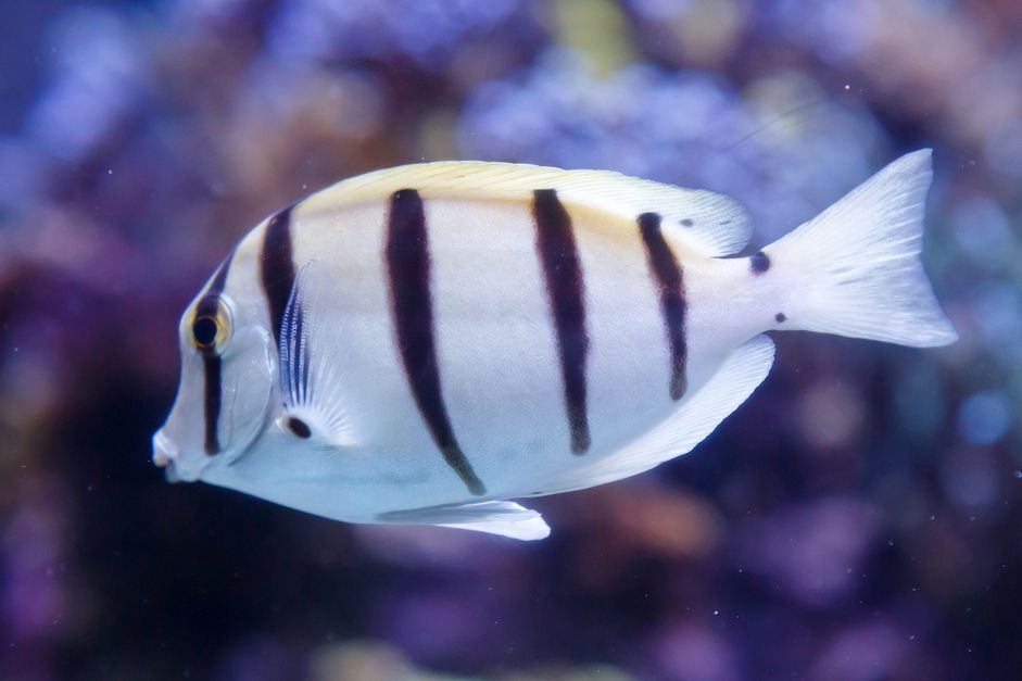 黑色sturgeonfish