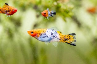 Orange and white black-spotted fish swimming in aquarium