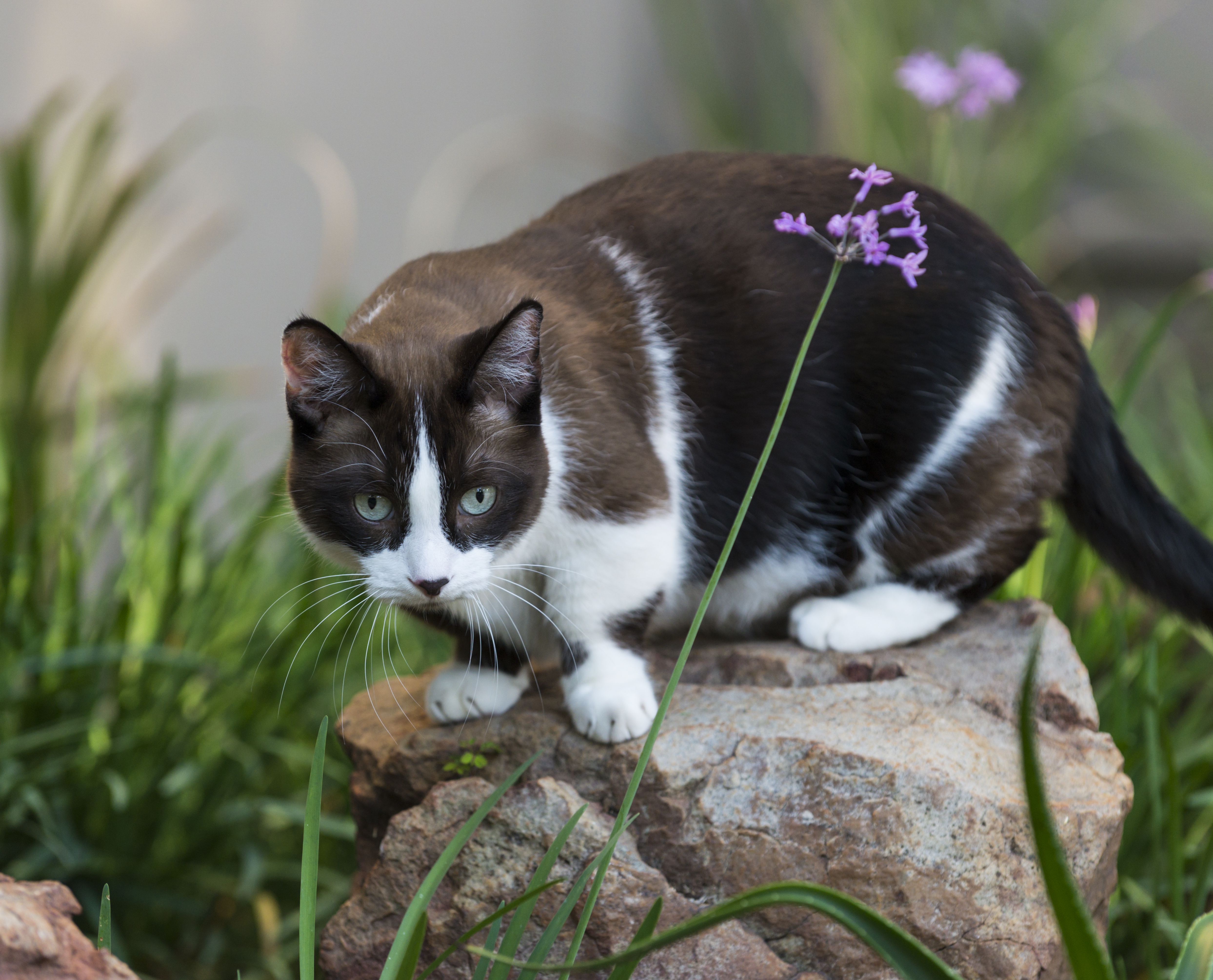 芒奇金猫在花园里放松