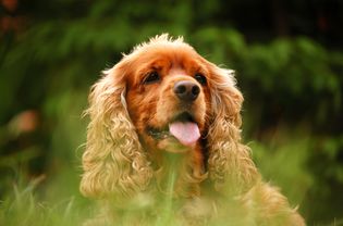 一只西班牙猎犬坐在高高的草地上。