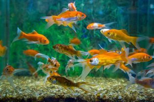 Goldfish Swimming In Aquarium