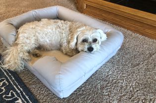 A dog laying down on the Pet Fusion Ultimate Dog Bed