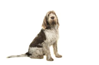 Spinone Italiano sitting against a white background