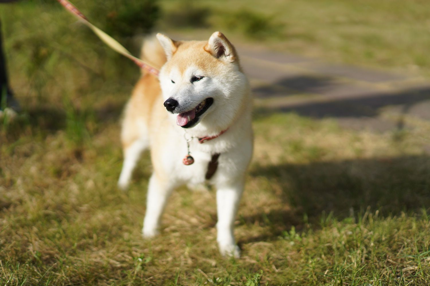 牵着狗绳的秋田犬