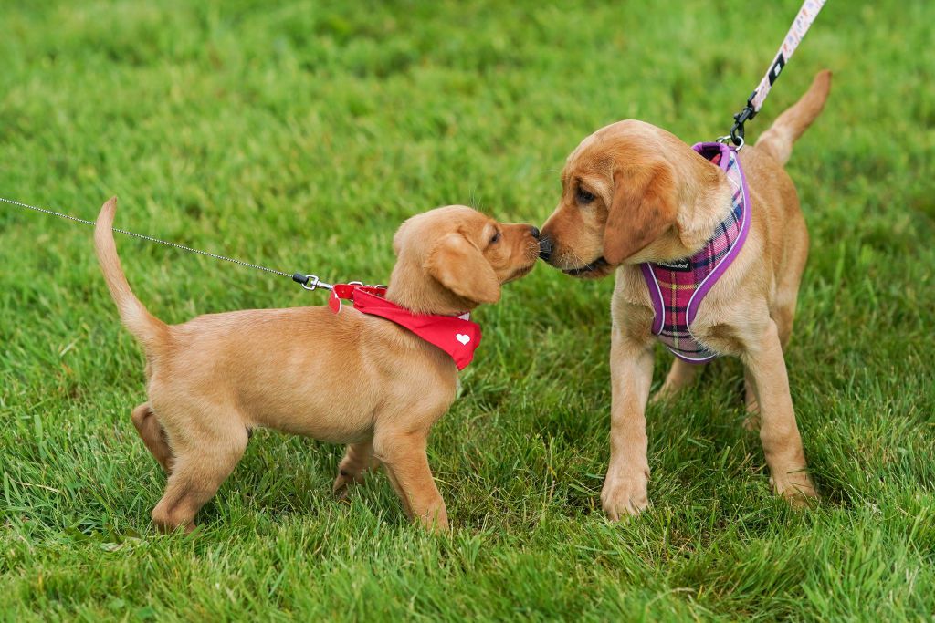 sibling dogs