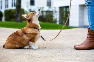 Corgi puppy being trained on leash outside.