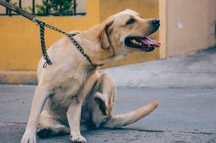 Dog leashed on sidewalk itching itself and panting