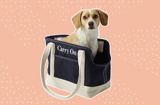 Dog in Lands’ End Canvas Tote Pet Carrier