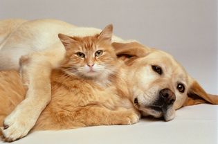 Lab and orange cat cuddling together.