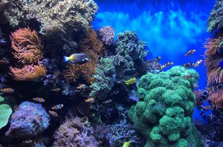 Marine aquarium