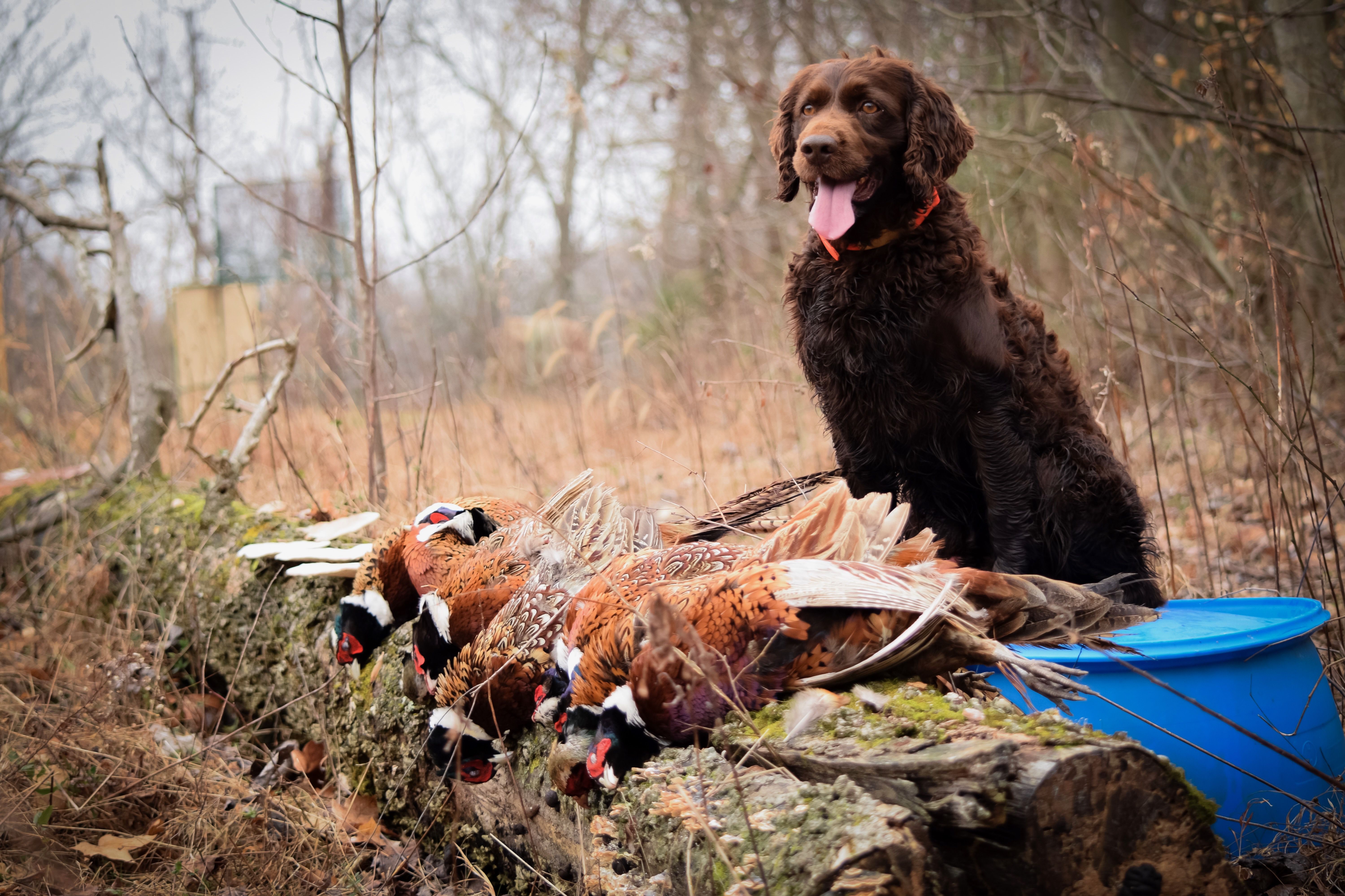 boykin spaniel sits near row of pheasants