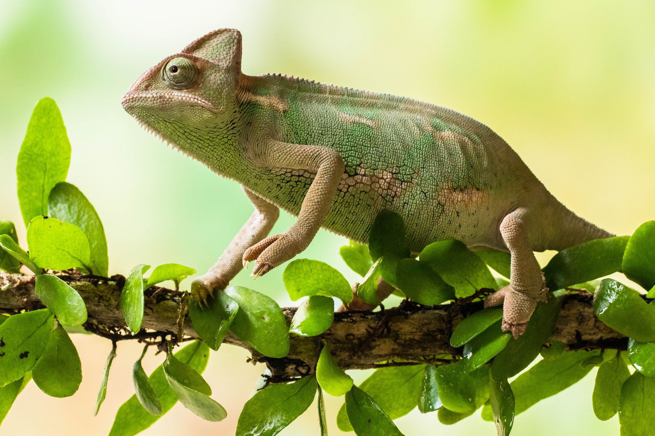 Veiled chameleon on a branch, Jakarta, Indonesia