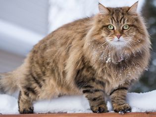 侧面侧面的西伯利亚猫在雪地里