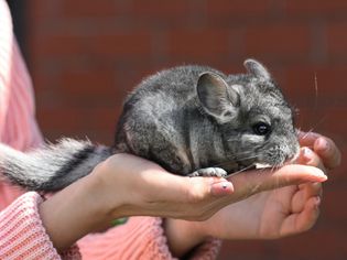 Person holding a gray chinchilla