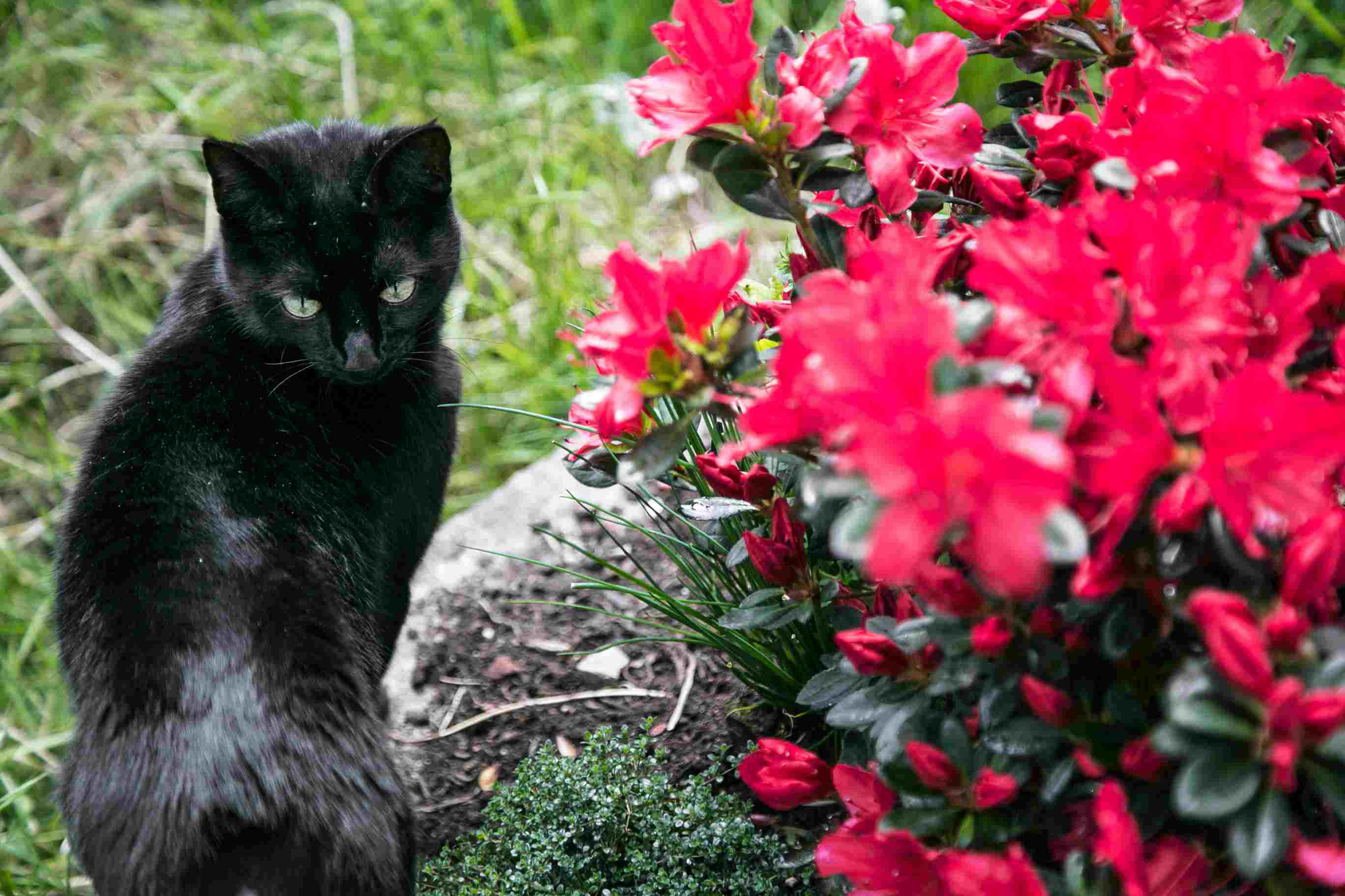 花园中的黑猫特写