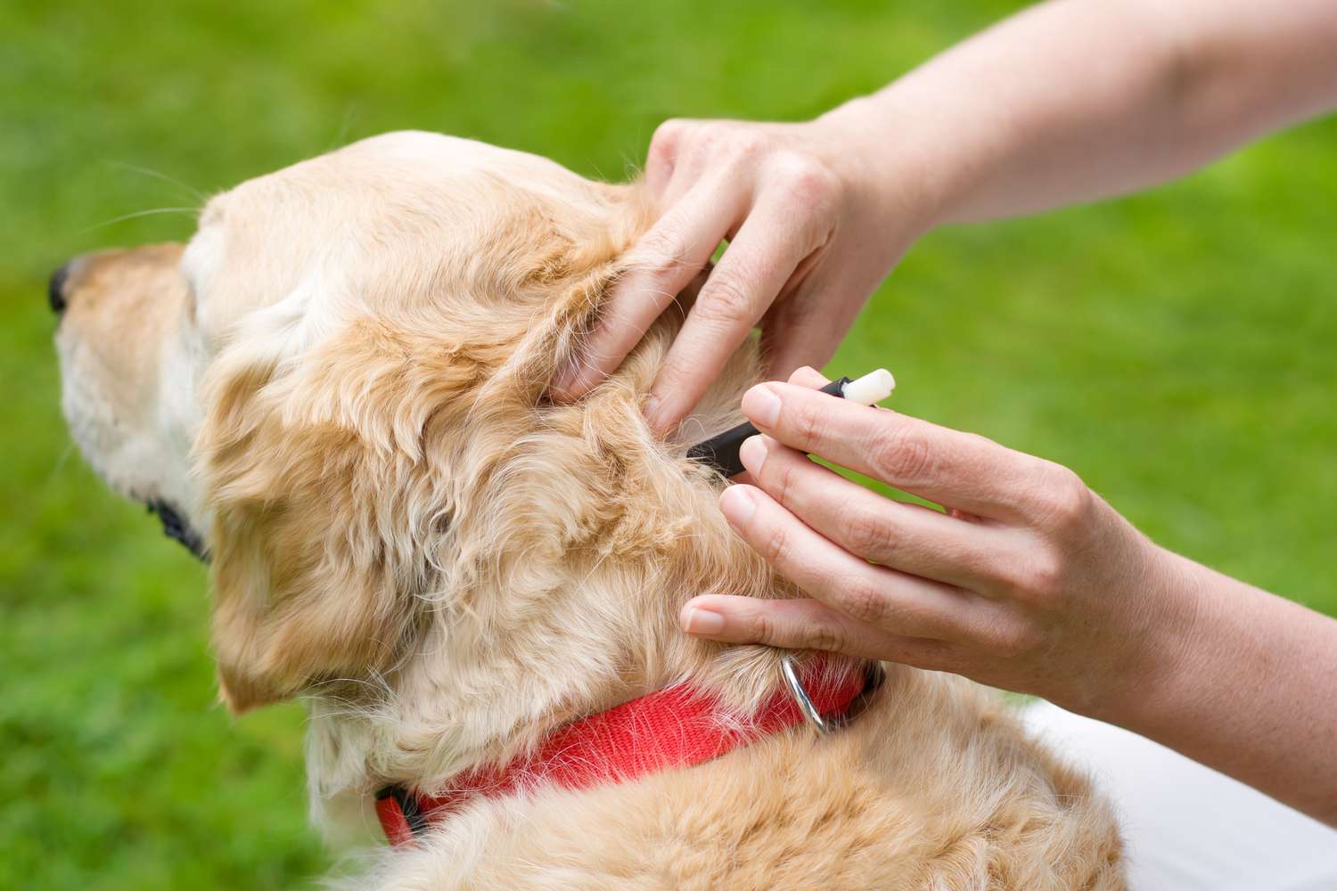 Removal of a dog tick