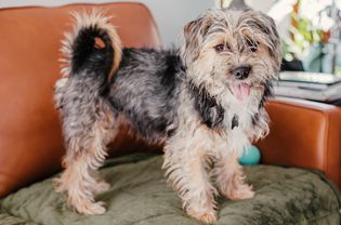 Brown and black wirehaired dog standing on seat