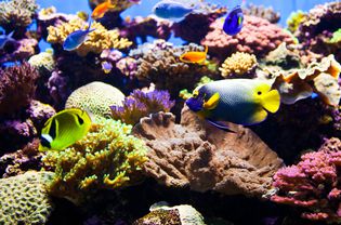 saltwater aquarium