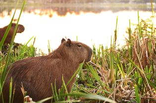 Close up of capybaras in grass by water