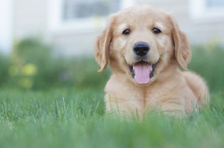 草地上的金毛猎犬幼犬画像