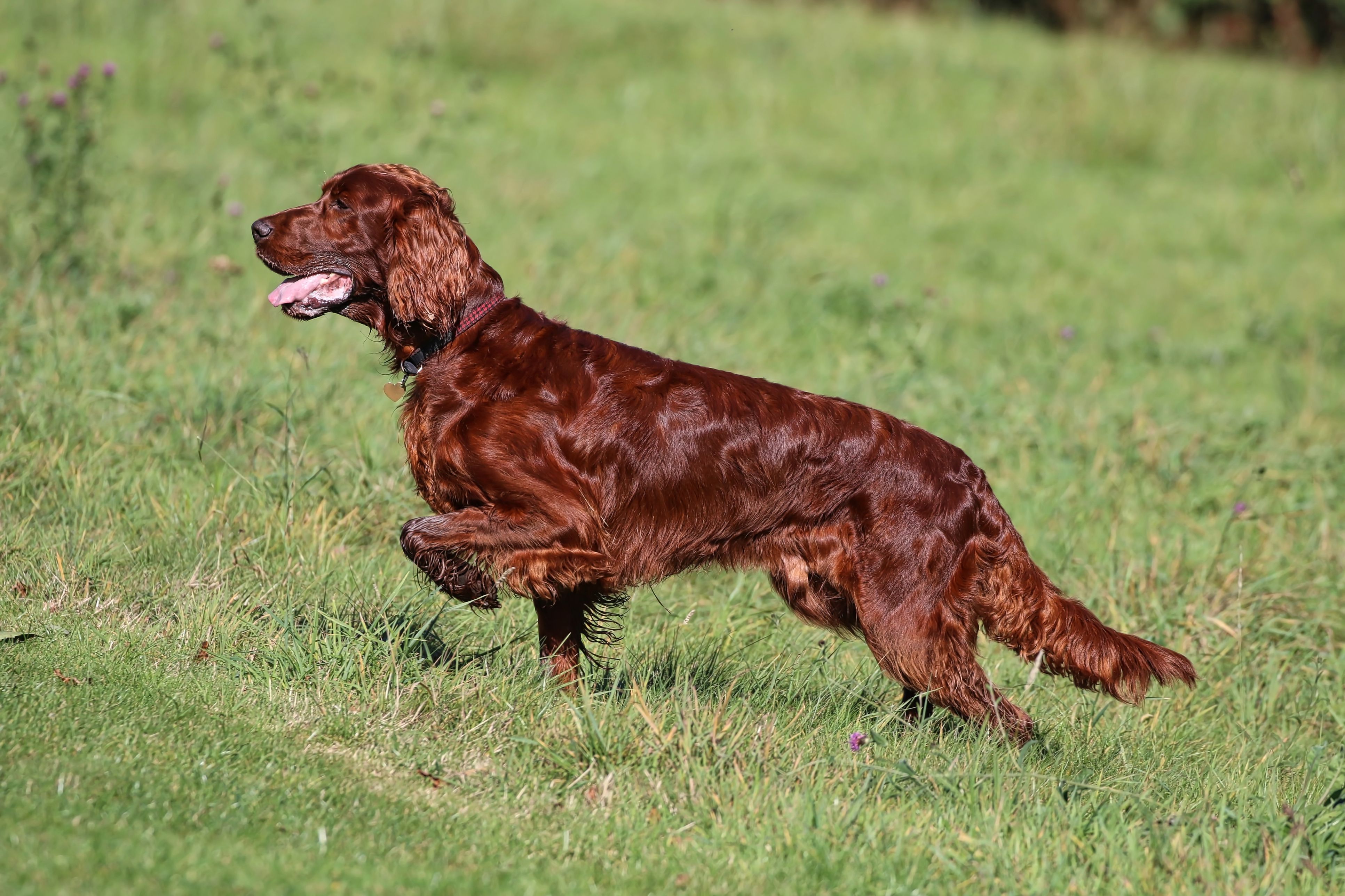 Irish setter running on grass