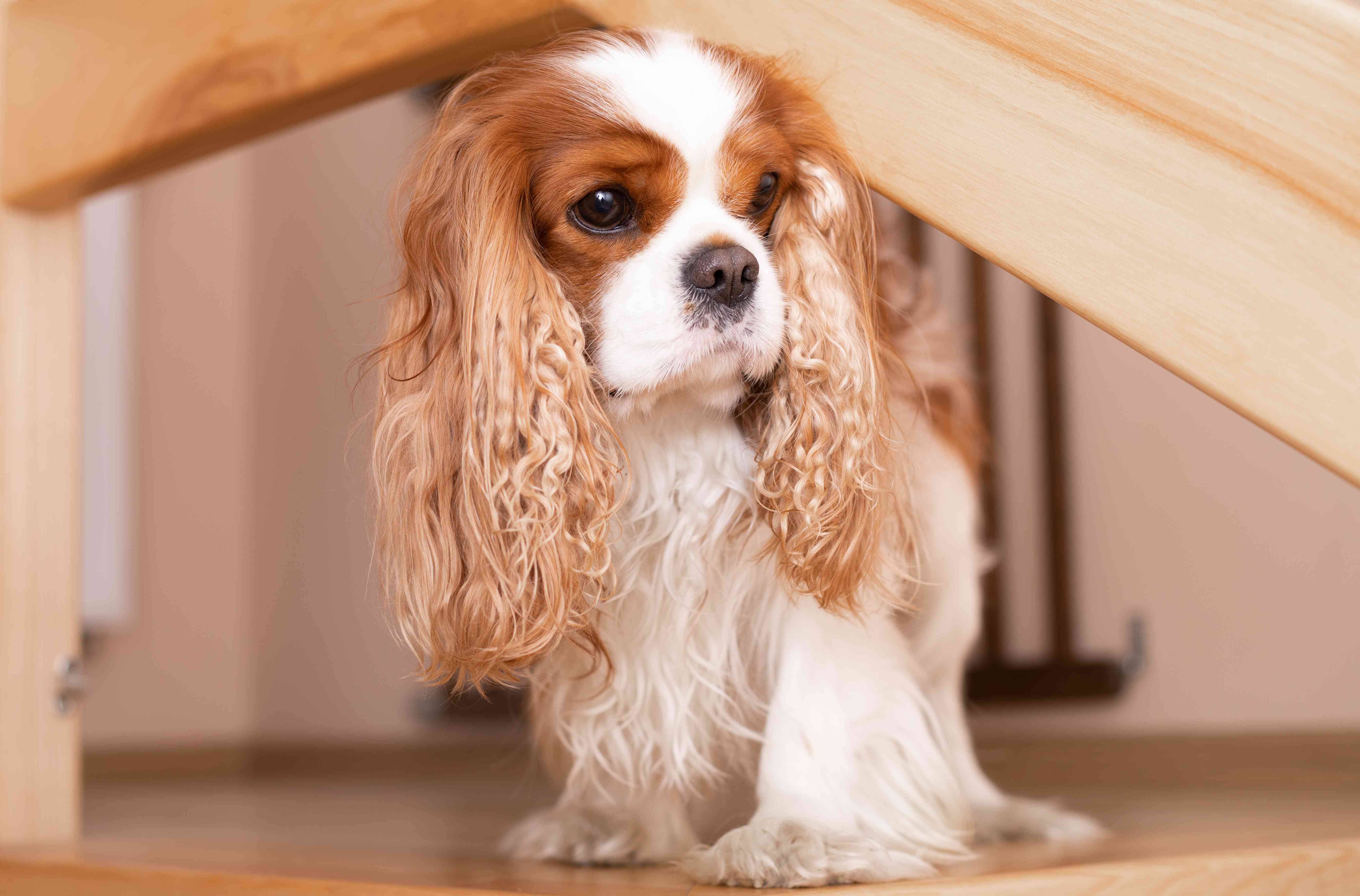 这只可爱又严肃的骑士查理国王猎犬正在他的房子里打猎。那只狗滑稽地皱起嘴巴，准备打猎。特写照片。