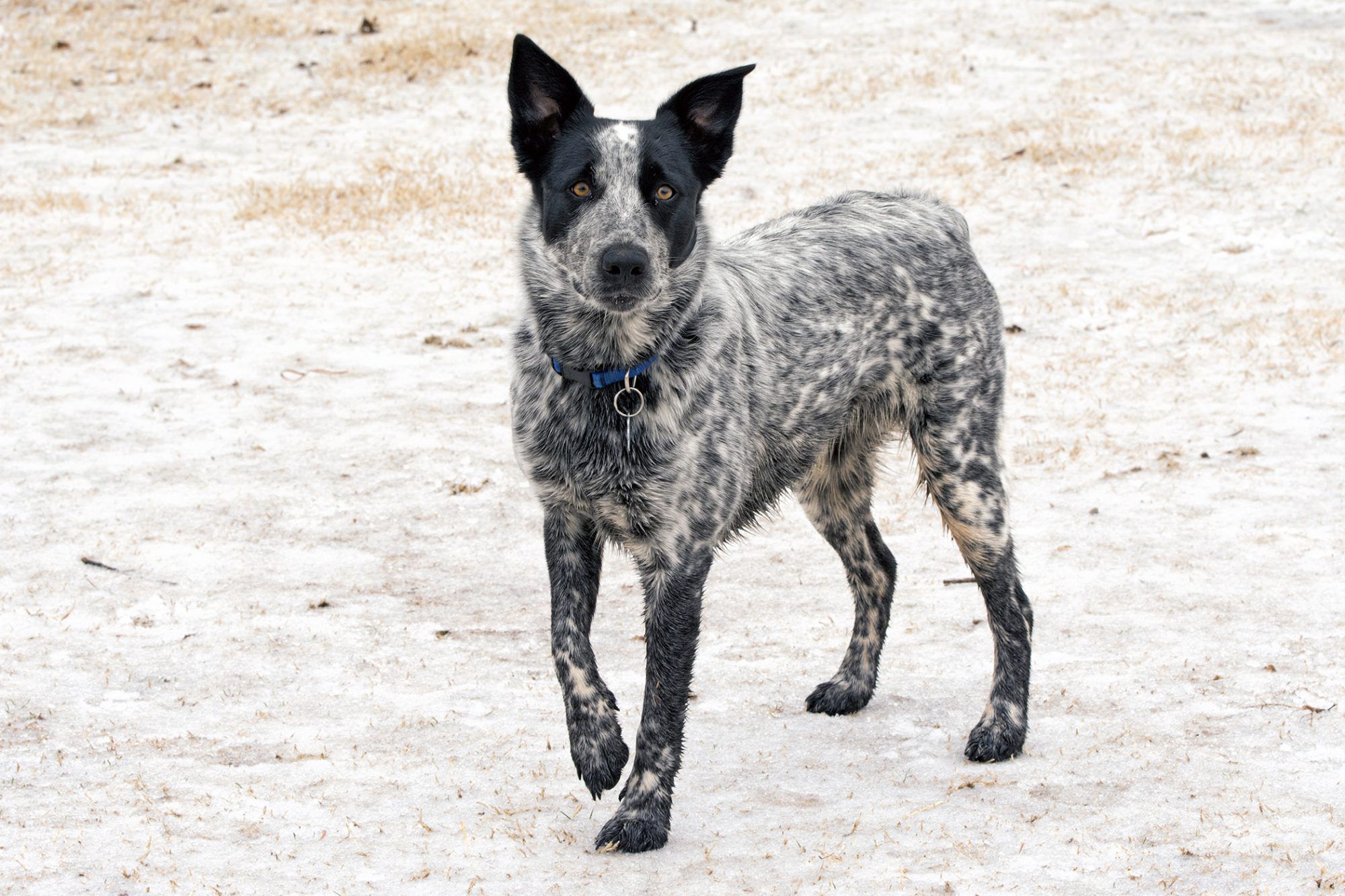 Texas Heeler dog standing outside