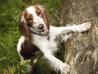 威尔斯施普林格猎犬